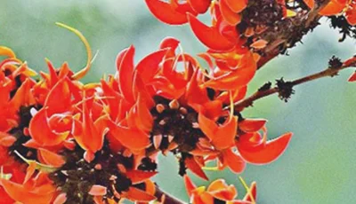 আজ বিশ্ব ভালোবাসা দিবস