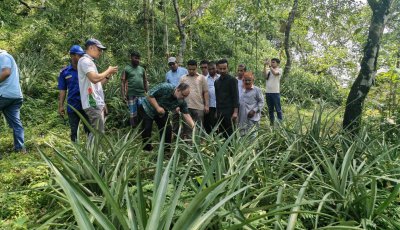 হাসাউড়ার আনারসের সুনাম ছড়িয়ে দিতে চাষ সম্প্রসারণে জেলা প্রশাসনের উদ্যোগ